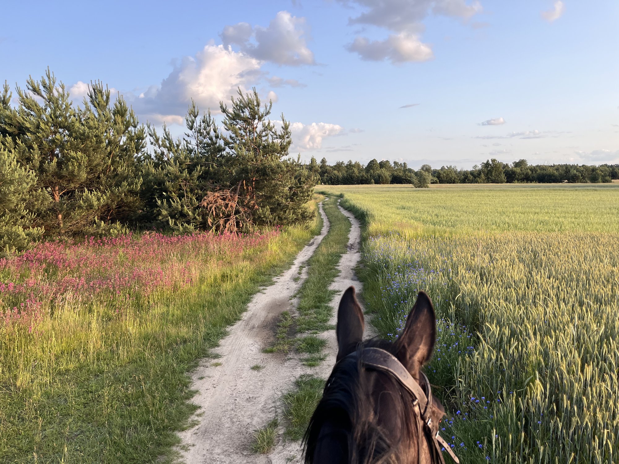 Konie <i class="italic">na sprzedaż</i>