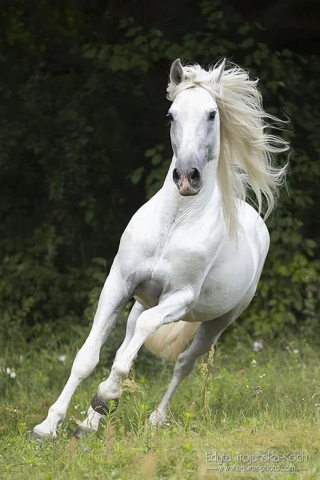 Ogier andaluzyjski do stanówki w Ranczo Drażniew
